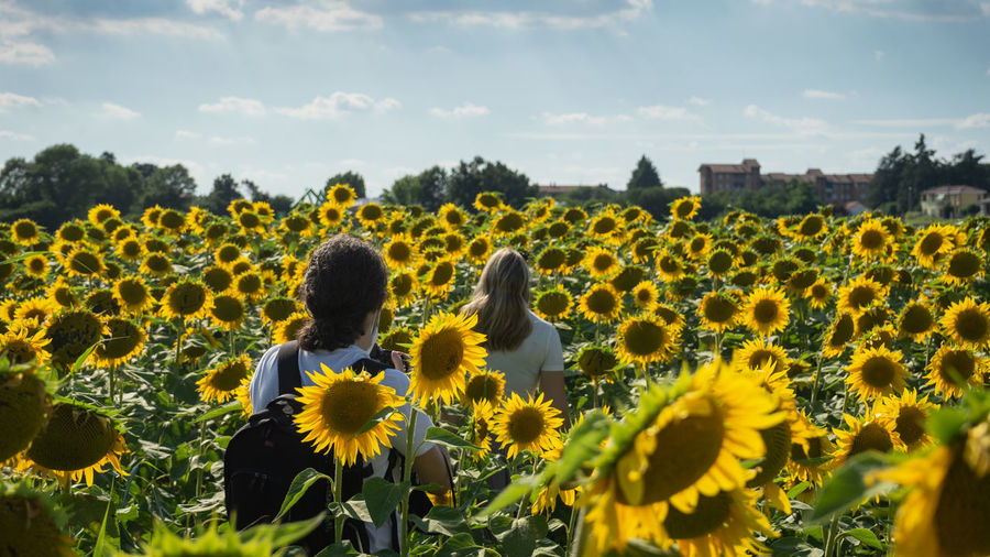 Scenic view of sunflower field against sky