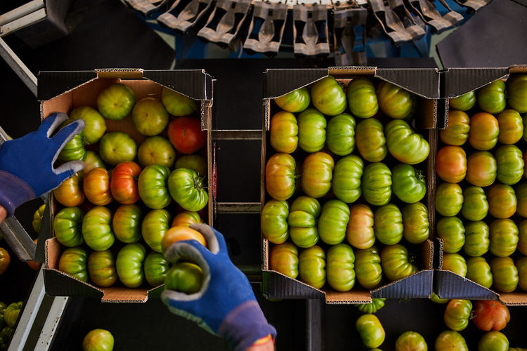From above of crop unrecognizable worker putting fresh green tomatoes in cardboard boxes while working on agricultural farm