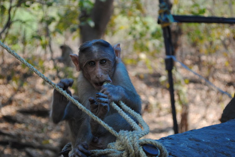 A monkey on elephanta island, mumbai