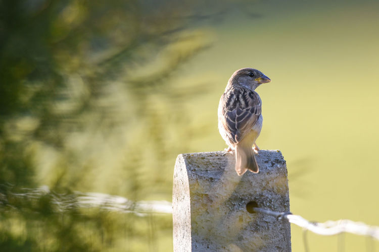 Close-up of bird perching on wooden post