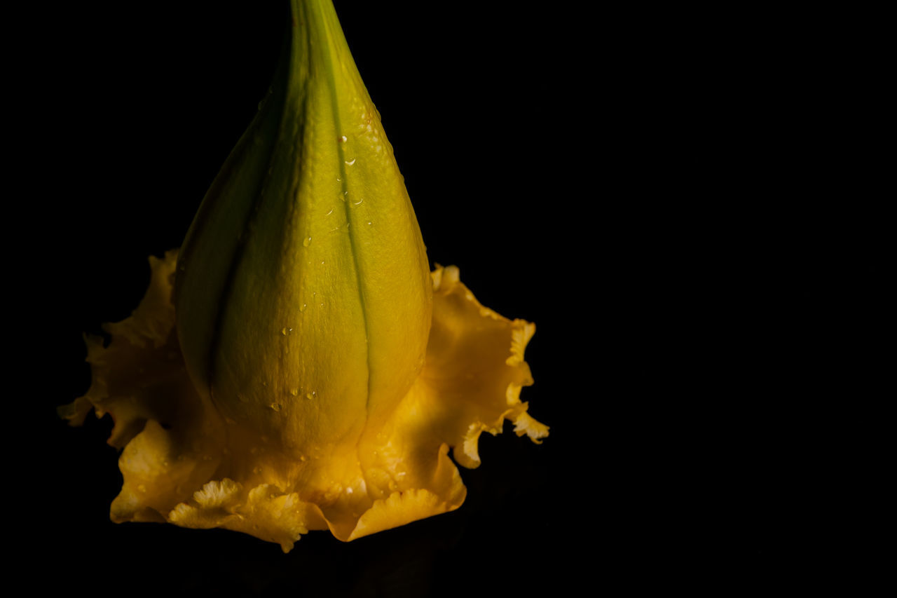 yellow, black background, studio shot, flower, leaf, macro photography, food and drink, indoors, food, plant, freshness, water, no people, close-up, healthy eating, petal, drop, cut out, splashing, single object, wellbeing, produce, nature, motion, copy space