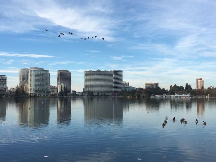 Birds flying over lake against sky in city