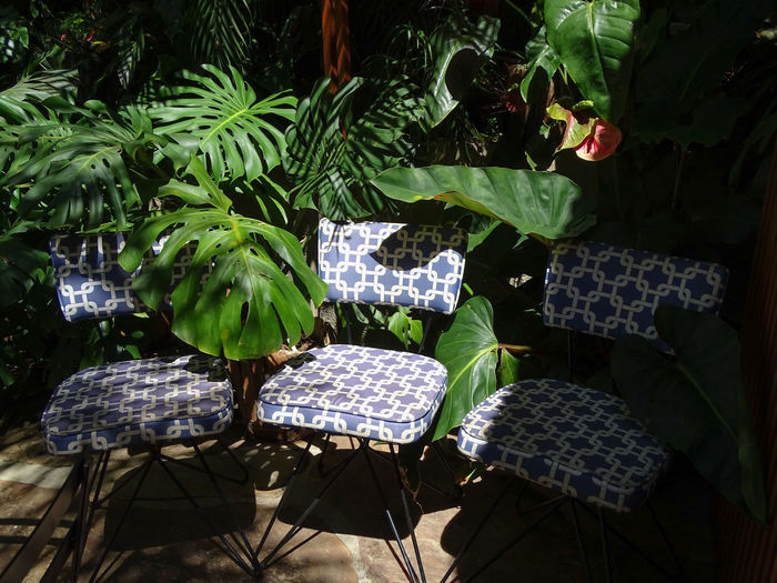 High angle view of empty chairs and plants