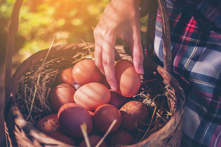 Midsection of person holding egg over wicker basket at farm