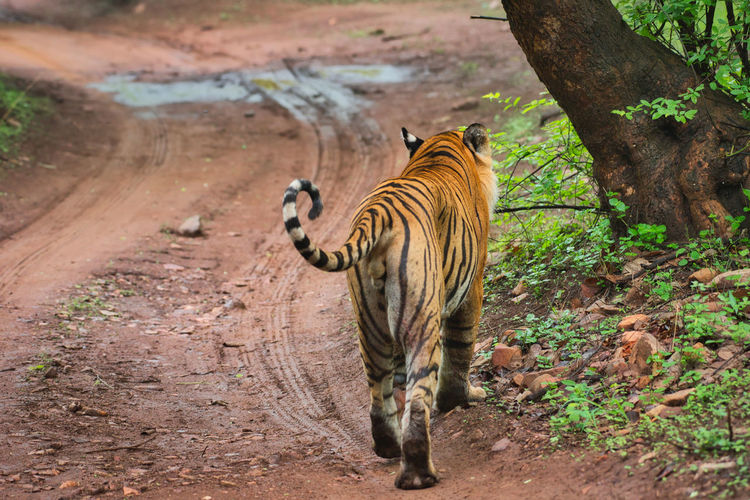 View of a male tiger in national park