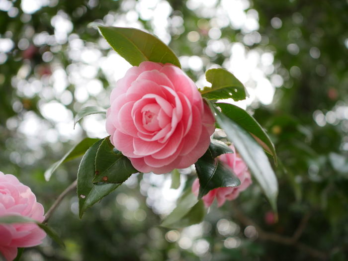 Close-up of pink rose