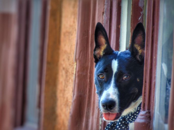 Close-up portrait of dog by window