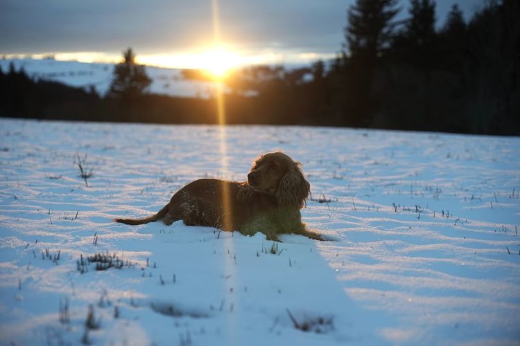 Cocker spaniel dog in snow during sunset
