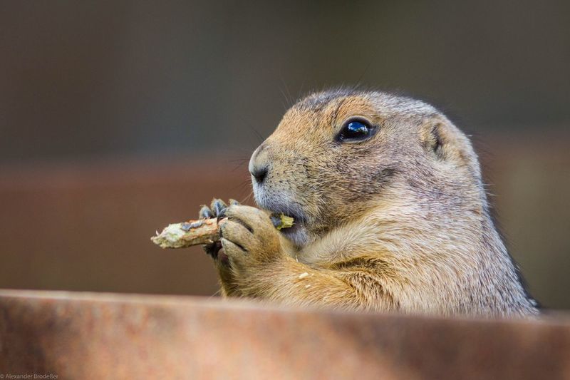 Close-up of prairie dog eating outdoors