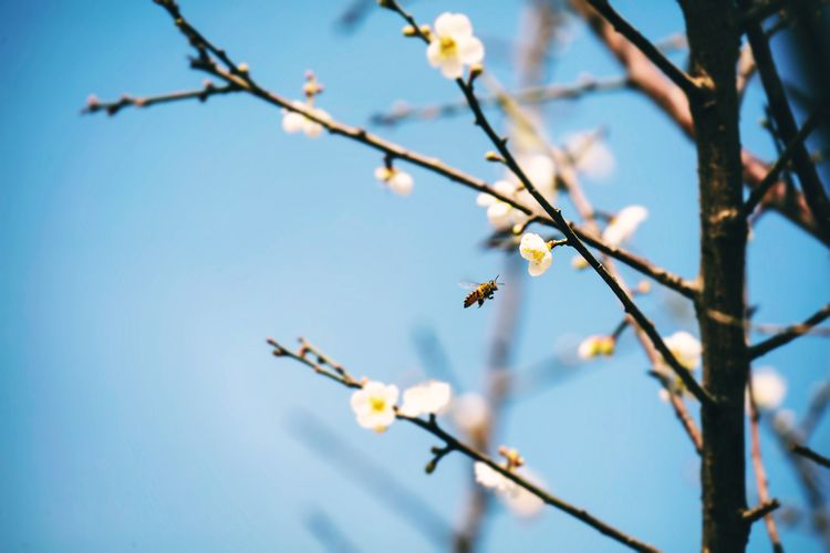 Low angle view of cherry blossoms in spring