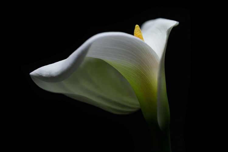 Close-up of calla lily against black background