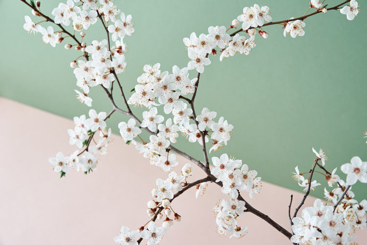 Blooming cherry branch on pastel background with copy space. spring time. creative concept