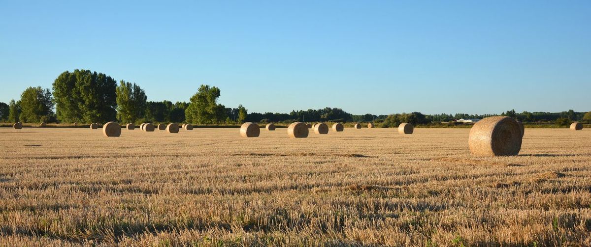 Hay bales on field against clear sky