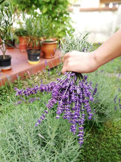 Midsection of person holding purple flowering plants