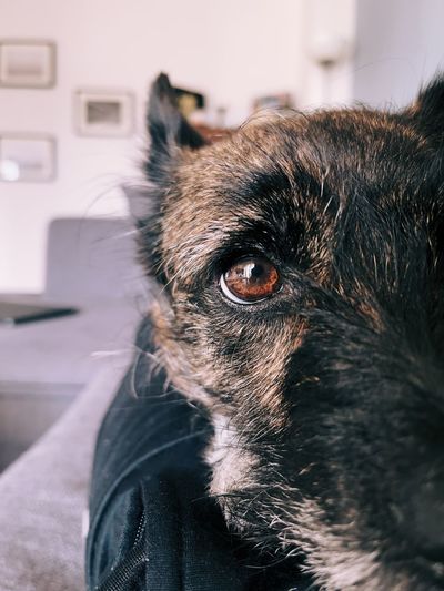 Close-up of dog looking away at home