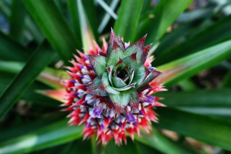 High angle view of bromeliaceae growing in back yard