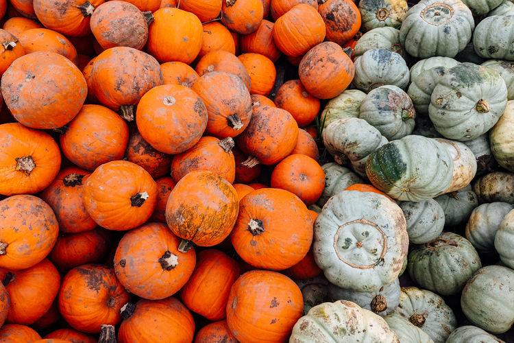 Full frame shot of pumpkins for sale at market stall