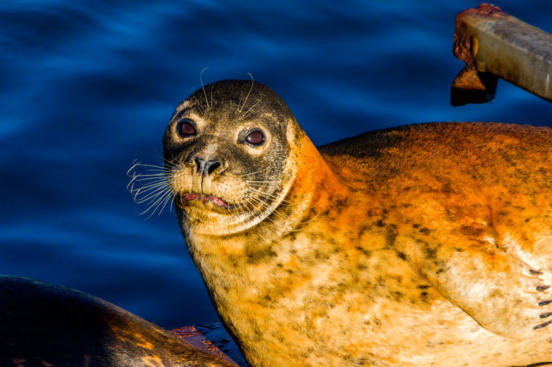 Close-up of seal against lake at night