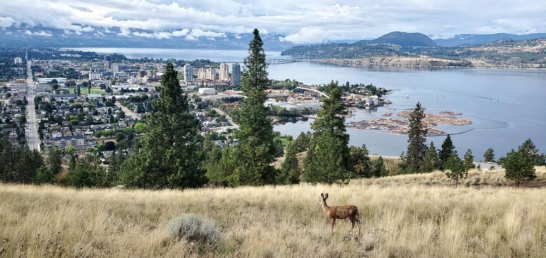 A lone deer watches over the city of kelowna bc from the mountains.