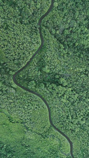 Drone view of curve road in forest