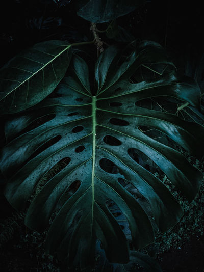 High angle view of leaves on field at night