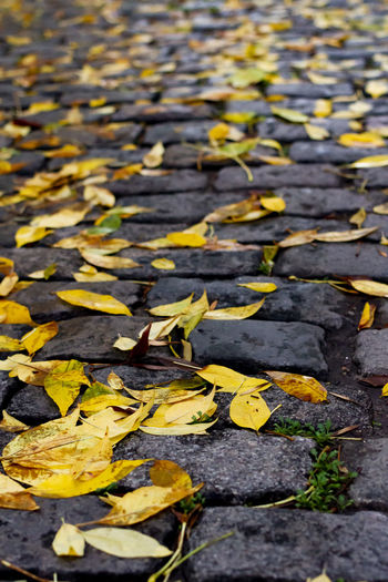 High angle view of leaves fallen on wet street