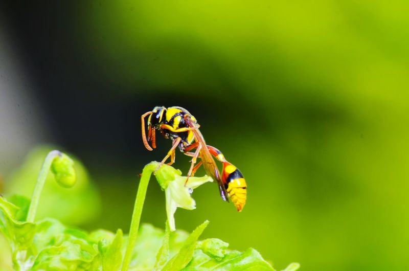 Close-up of ladybug on leaf