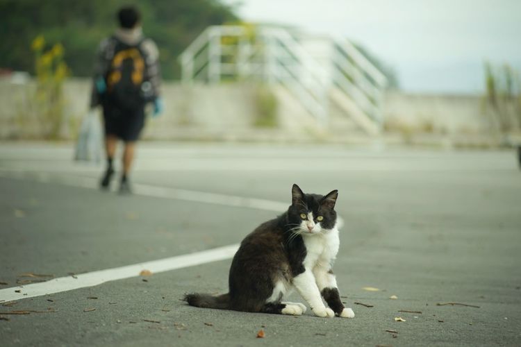 Portrait of cat walking on street