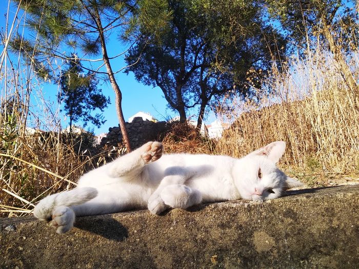 White cat resting on a tree