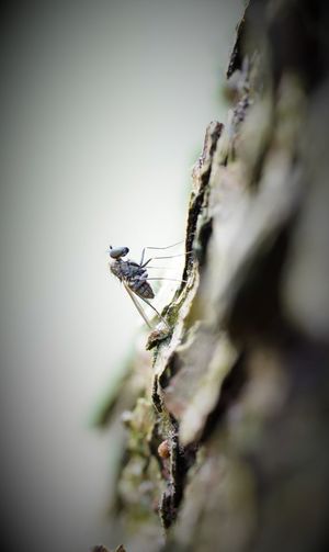 Close-up of insect on tree trunk