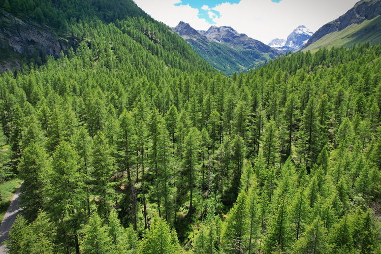 Scenic view of pine trees