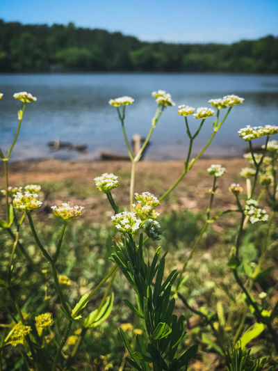 Close-up of flowering plant by lake