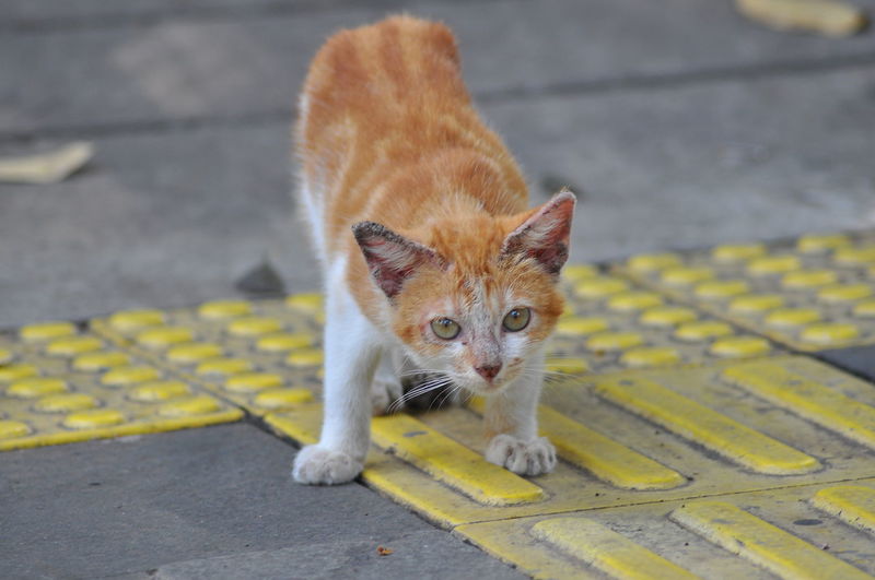 Portrait of cat on street