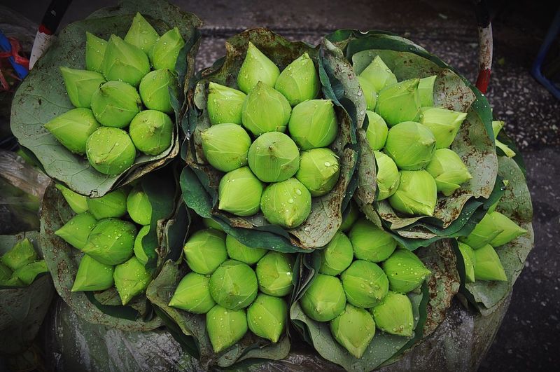 Wet lotus buds for sale