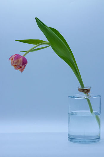 Close-up of flower vase against glass wall