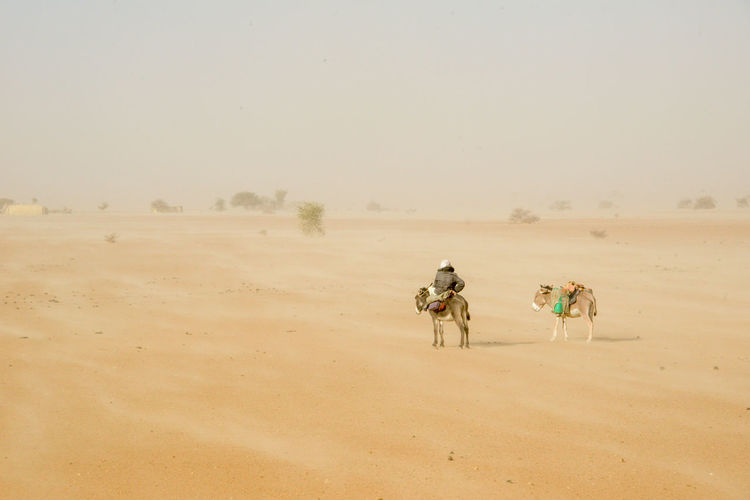 Man sitting on donkey in desert