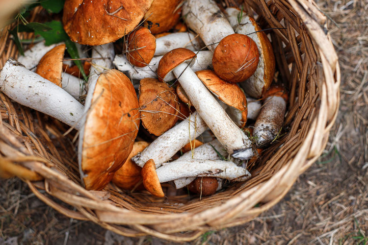 High angle view of mushrooms in wicker basket