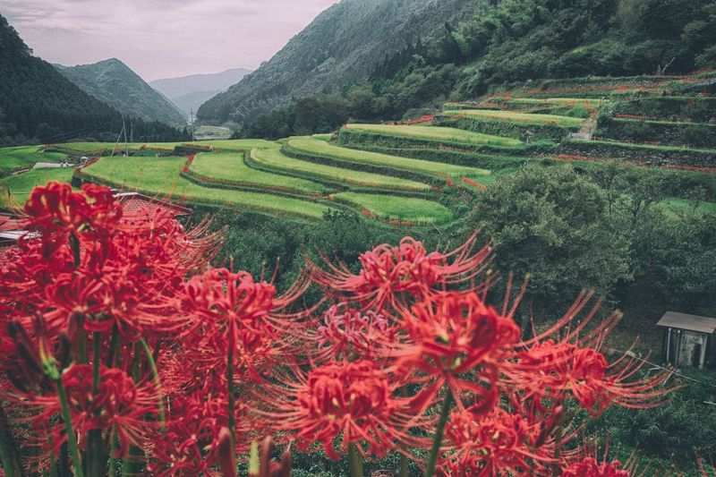 Close-up of red flowers growing against rice terrace