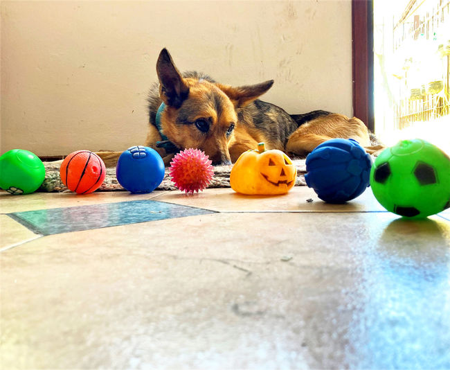 Multi colored toys with ball on floor