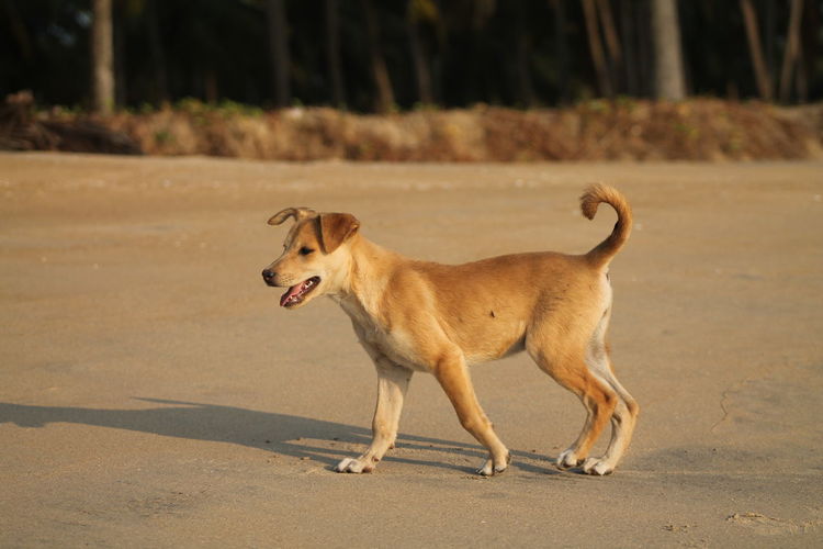 Dog walking on dirt road
