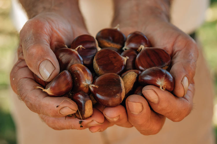 Cropped hand holding chestnuts
