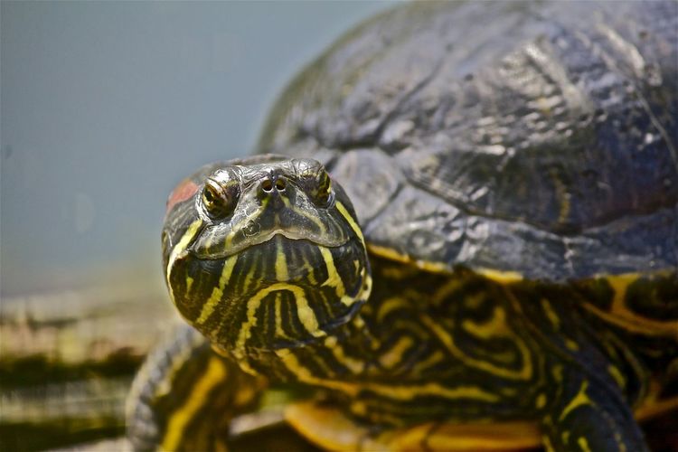 Close-up of yellow-bellied slider in zoo