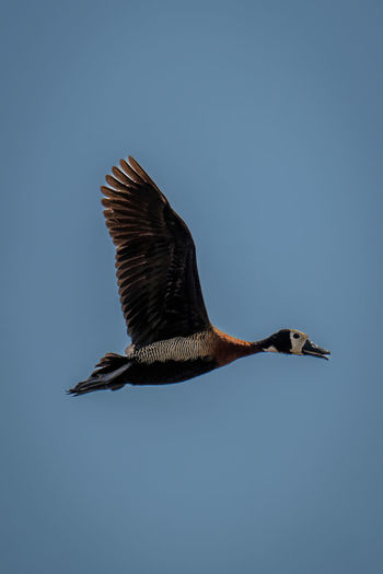 White-faced whistling-duck flies with both wings raised