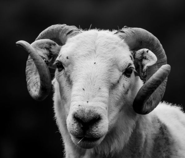 Welsh ram in black and white 