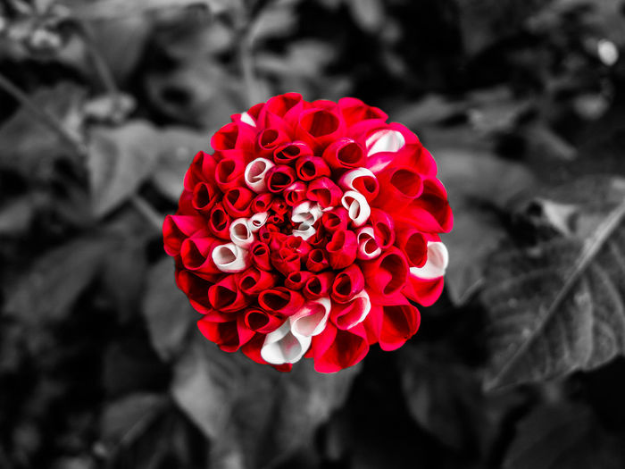 Close-up of red rose blooming outdoors
