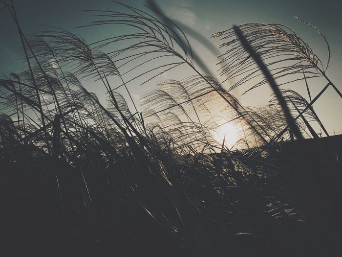 Low angle view of silhouette grass against sky during sunset