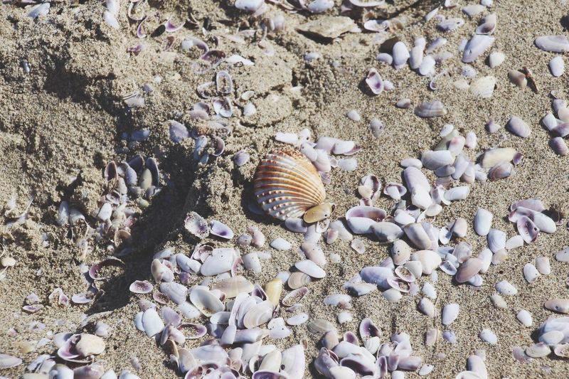 High angle view of seashells on sand