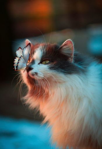 Butterfly sitting on cat snout