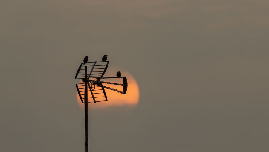 Silhouette of insect against orange sky