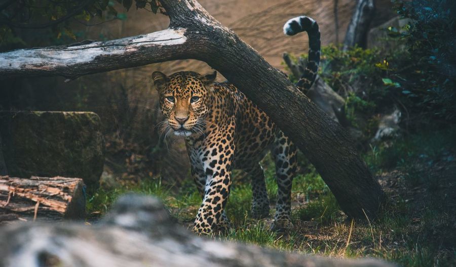Cat in a forest